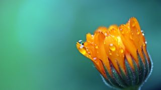 水滴がついた一輪の花